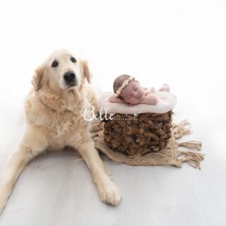 Me encanta cuando los bebés vienen tan bien acompañados. Sin duda sus mayores protectores son los hermanos peludos, Arlet tiene muchísima suerte 🥰🥰🐾 #newborn #mascotas #goldenretriever #love #fotografiainfantil #elvendrell